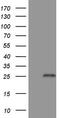 Tumor necrosis factor receptor superfamily member 18 antibody, M03125-2, Boster Biological Technology, Western Blot image 