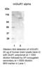 Glutamate Metabotropic Receptor 1 antibody, A03049-1, Boster Biological Technology, Western Blot image 