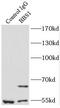 Bardet-Biedl Syndrome 1 antibody, FNab00813, FineTest, Immunoprecipitation image 