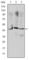 Orthodenticle Homeobox 2 antibody, abx015949, Abbexa, Western Blot image 
