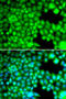 Fatty Acid Binding Protein 3 antibody, 19-580, ProSci, Immunofluorescence image 