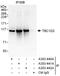 TBC1 domain family member 2A antibody, A303-441A, Bethyl Labs, Immunoprecipitation image 