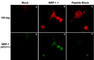 Neuropilin 1 antibody, NP2111, ECM Biosciences, Immunocytochemistry image 