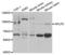 Amyloid Beta Precursor Like Protein 2 antibody, abx004176, Abbexa, Western Blot image 