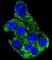 SH2 Domain Containing 4B antibody, abx026496, Abbexa, Western Blot image 