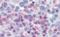 Unc-13 Homolog D antibody, orb18771, Biorbyt, Immunohistochemistry paraffin image 