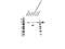 Actinin Alpha 3 (Gene/Pseudogene) antibody, VPA00529, Bio-Rad (formerly AbD Serotec) , Western Blot image 