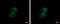 TATA-Box Binding Protein Like 1 antibody, GTX104694, GeneTex, Immunofluorescence image 