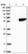 RasGEF Domain Family Member 1A antibody, HPA035593, Atlas Antibodies, Western Blot image 