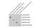 RNA Polymerase II Subunit A antibody, 13523S, Cell Signaling Technology, Dot Blot image 