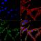 Heat Shock Transcription Factor 2 antibody, PA5-77831, Invitrogen Antibodies, Immunofluorescence image 