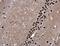 WD Repeat Domain 62 antibody, NBP2-20897, Novus Biologicals, Immunohistochemistry frozen image 