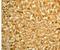 Transthyretin antibody, ab75815, Abcam, Immunohistochemistry paraffin image 