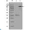 ETS Variant 1 antibody, LS-C812464, Lifespan Biosciences, Western Blot image 