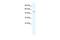 Transmembrane Phosphatase With Tensin Homology antibody, PA5-41332, Invitrogen Antibodies, Western Blot image 