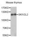 Mtr4 Exosome RNA Helicase antibody, abx003423, Abbexa, Western Blot image 