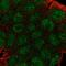 Guanylate Binding Protein 2 antibody, HPA042682, Atlas Antibodies, Immunocytochemistry image 