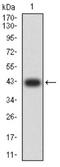 Pregnane X receptor antibody, NBP2-61817, Novus Biologicals, Western Blot image 