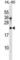 DnaJ Heat Shock Protein Family (Hsp40) Member C24 antibody, abx028662, Abbexa, Western Blot image 