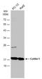 Cofilin 1 antibody, MA5-27737, Invitrogen Antibodies, Western Blot image 