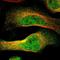 Phospholipase D2 antibody, NBP1-87576, Novus Biologicals, Immunofluorescence image 