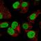 Origin Recognition Complex Subunit 2 antibody, HPA073881, Atlas Antibodies, Immunofluorescence image 