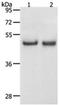 Sperm Associated Antigen 4 antibody, PA5-49730, Invitrogen Antibodies, Western Blot image 