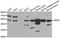 Matrix metalloproteinase-3 antibody, TA326993, Origene, Western Blot image 