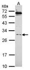 Heat Shock Transcription Factor 2 antibody, NBP2-16886, Novus Biologicals, Western Blot image 