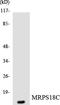 Mitochondrial Ribosomal Protein S18C antibody, LS-B12496, Lifespan Biosciences, Western Blot image 