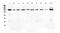 Protocadherin Related 15 antibody, A03591-1, Boster Biological Technology, Western Blot image 