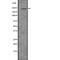 Eukaryotic Translation Initiation Factor 4 Gamma 1 antibody, abx215122, Abbexa, Western Blot image 