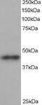 Actin Related Protein 1B antibody, MBS420714, MyBioSource, Western Blot image 