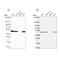 NADH dehydrogenase [ubiquinone] iron-sulfur protein 2, mitochondrial antibody, NBP2-49351, Novus Biologicals, Western Blot image 