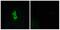 G Protein-Coupled Receptor 22 antibody, A14444, Boster Biological Technology, Western Blot image 