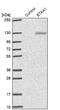 ETAA1 Activator Of ATR Kinase antibody, NBP2-38229, Novus Biologicals, Western Blot image 