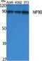 Interleukin Enhancer Binding Factor 3 antibody, A02313-1, Boster Biological Technology, Western Blot image 