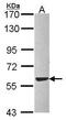 Protein Disulfide Isomerase Family A Member 3 antibody, PA5-29810, Invitrogen Antibodies, Western Blot image 