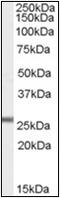 Glutathione peroxidase 3 antibody, AP22523PU-N, Origene, Western Blot image 