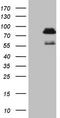 Polycomb protein SCMH1 antibody, CF808457, Origene, Western Blot image 