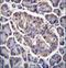 Glycerol-3-Phosphate Dehydrogenase 2 antibody, LS-C166605, Lifespan Biosciences, Immunohistochemistry paraffin image 