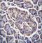 Glycerol-3-phosphate dehydrogenase, mitochondrial antibody, LS-C166605, Lifespan Biosciences, Immunohistochemistry paraffin image 