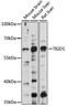 Tigger Transposable Element Derived 1 antibody, 16-351, ProSci, Western Blot image 