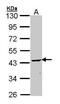 2',3'-Cyclic Nucleotide 3' Phosphodiesterase antibody, PA5-27972, Invitrogen Antibodies, Western Blot image 