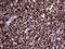 Syntaxin 18 antibody, M11895, Boster Biological Technology, Immunohistochemistry paraffin image 