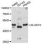 Kelch Domain Containing 3 antibody, LS-C748771, Lifespan Biosciences, Western Blot image 