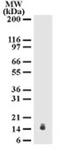 Interleukin 25 antibody, NB100-56541, Novus Biologicals, Western Blot image 