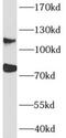 Actin Filament Associated Protein 1 antibody, FNab00192, FineTest, Western Blot image 