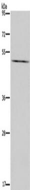 Prostaglandin E Receptor 4 antibody, TA321244, Origene, Western Blot image 