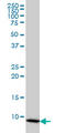 Cytochrome C Oxidase Subunit 6B1 antibody, LS-B4305, Lifespan Biosciences, Western Blot image 